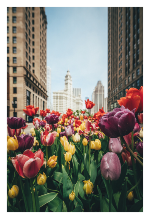 Custom Chicago Cityscape Art for Homes and Offices